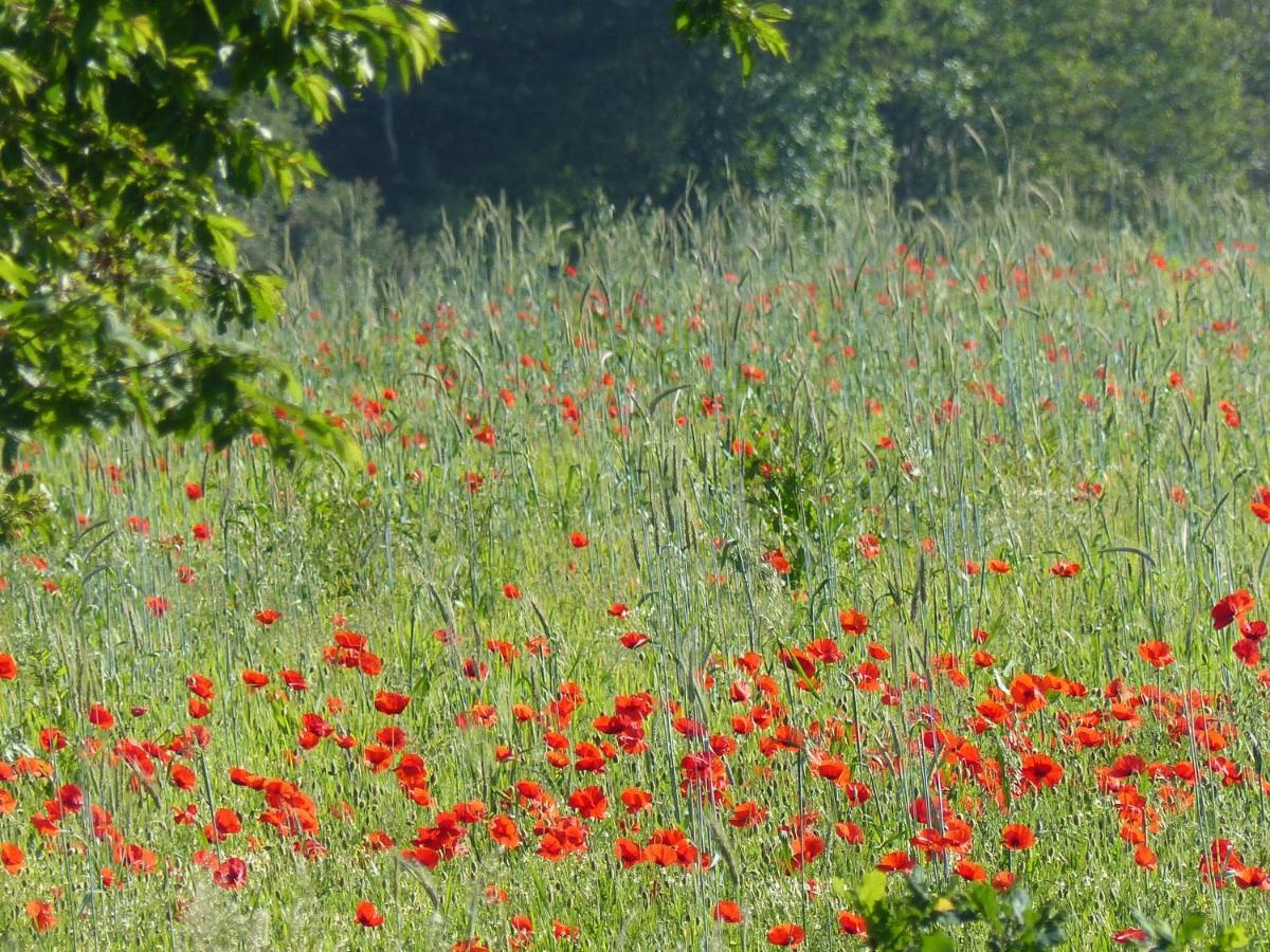 فيلا Au Ptit Coquelicot Houyet المظهر الخارجي الصورة
